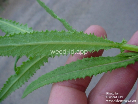 burnweed, Australian